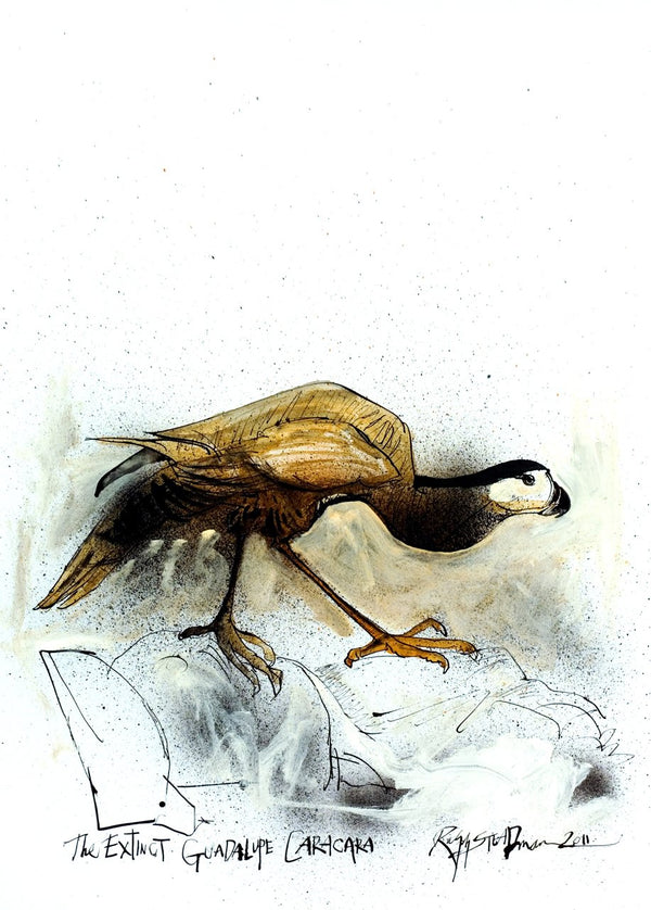 Guadalupe Caracara