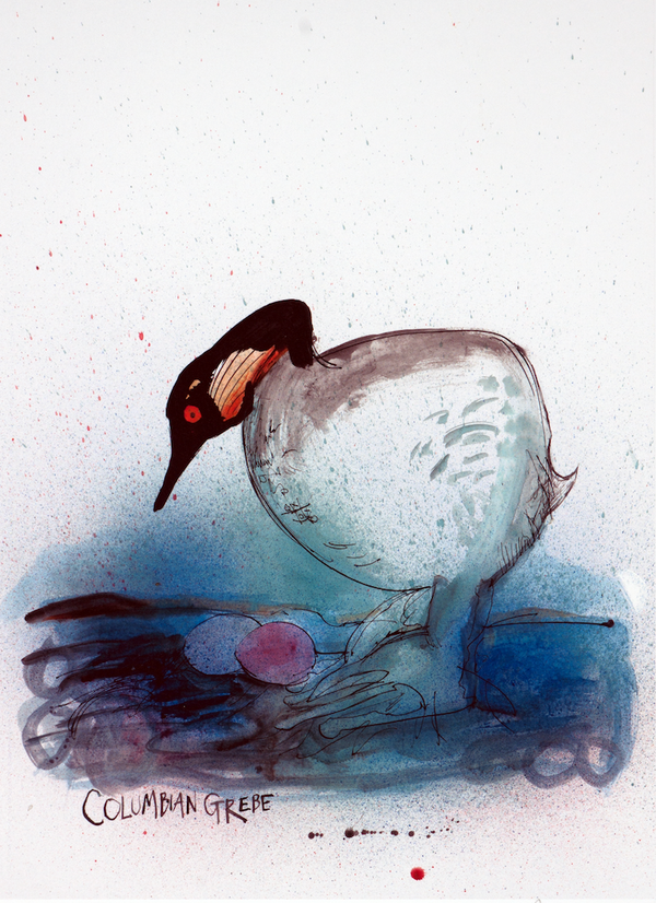 Columbian Grebe Print